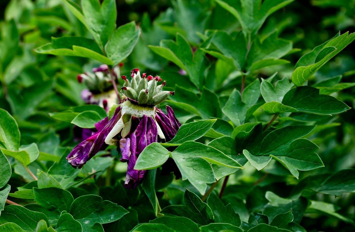 几片花儿——提前预祝天下的劳动者节日快乐。