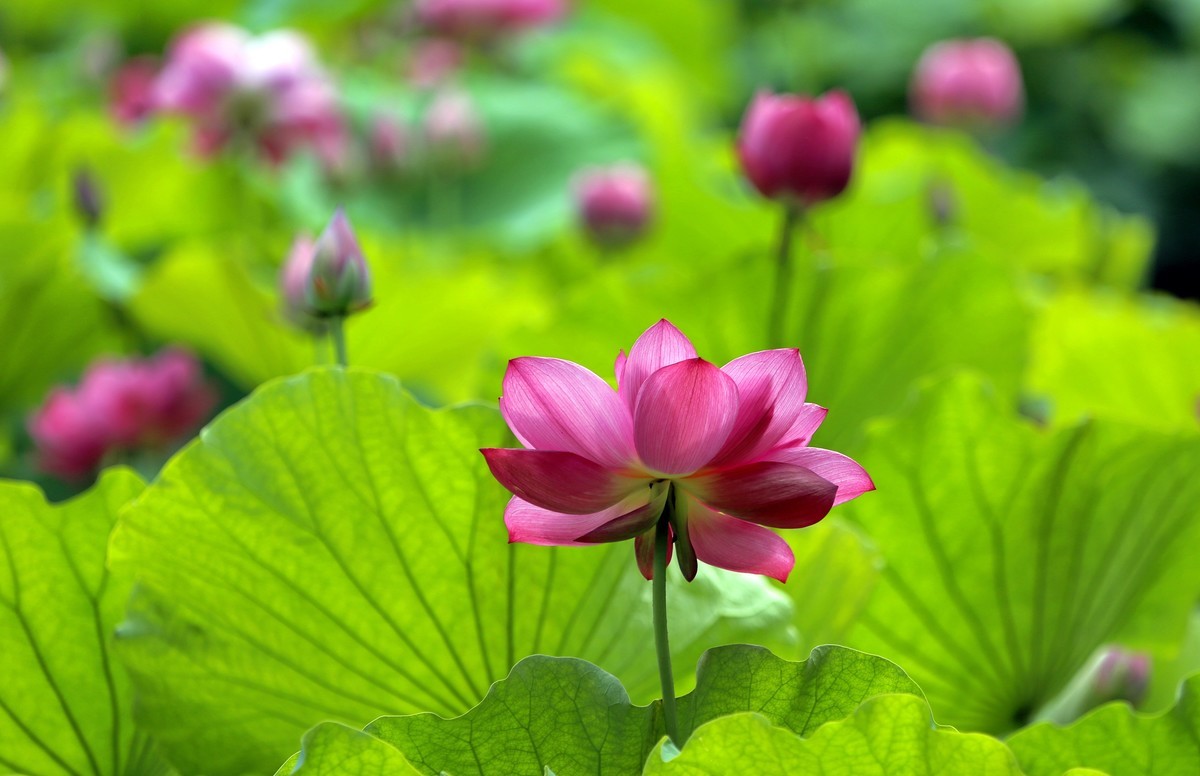 荷叶五寸荷花娇