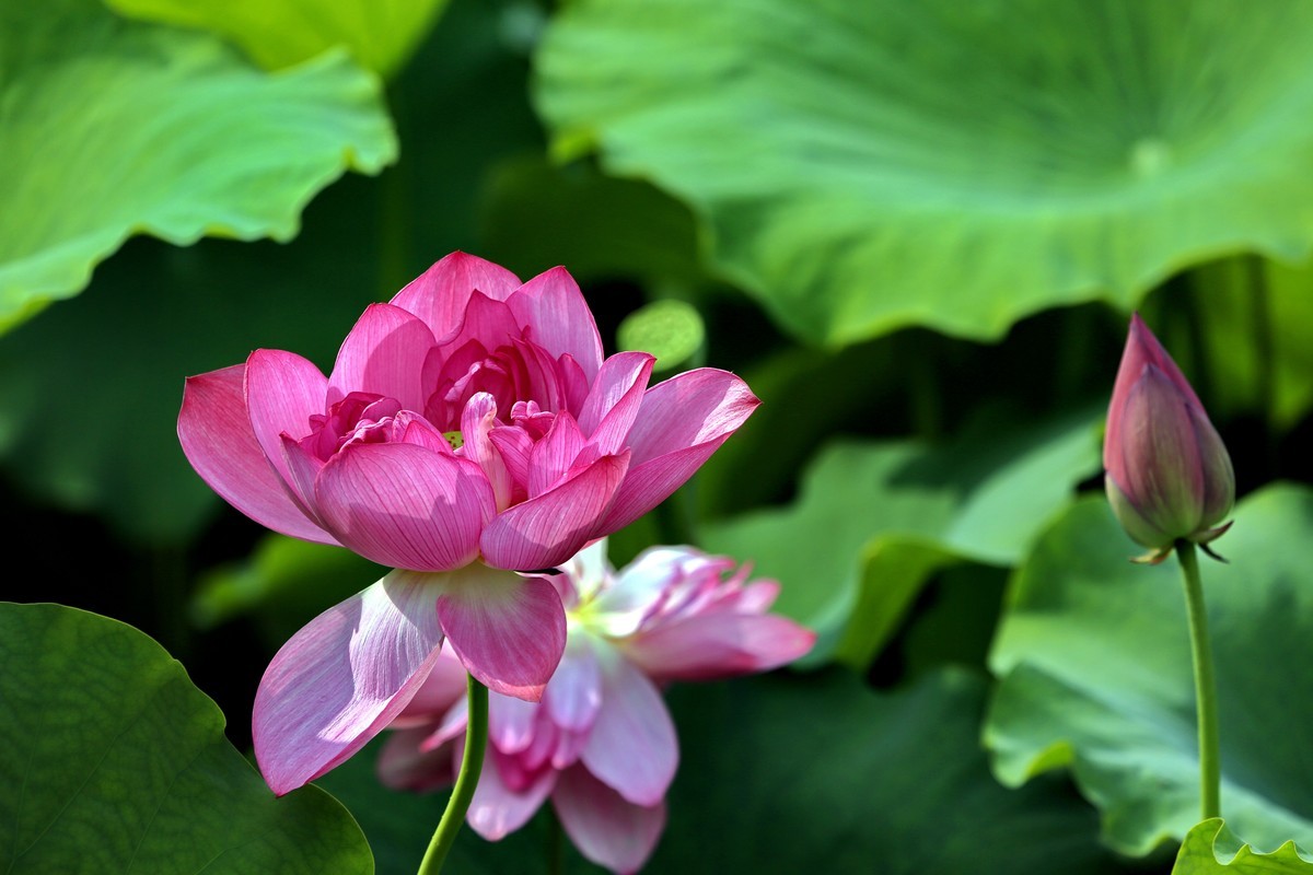 荷叶五寸荷花娇