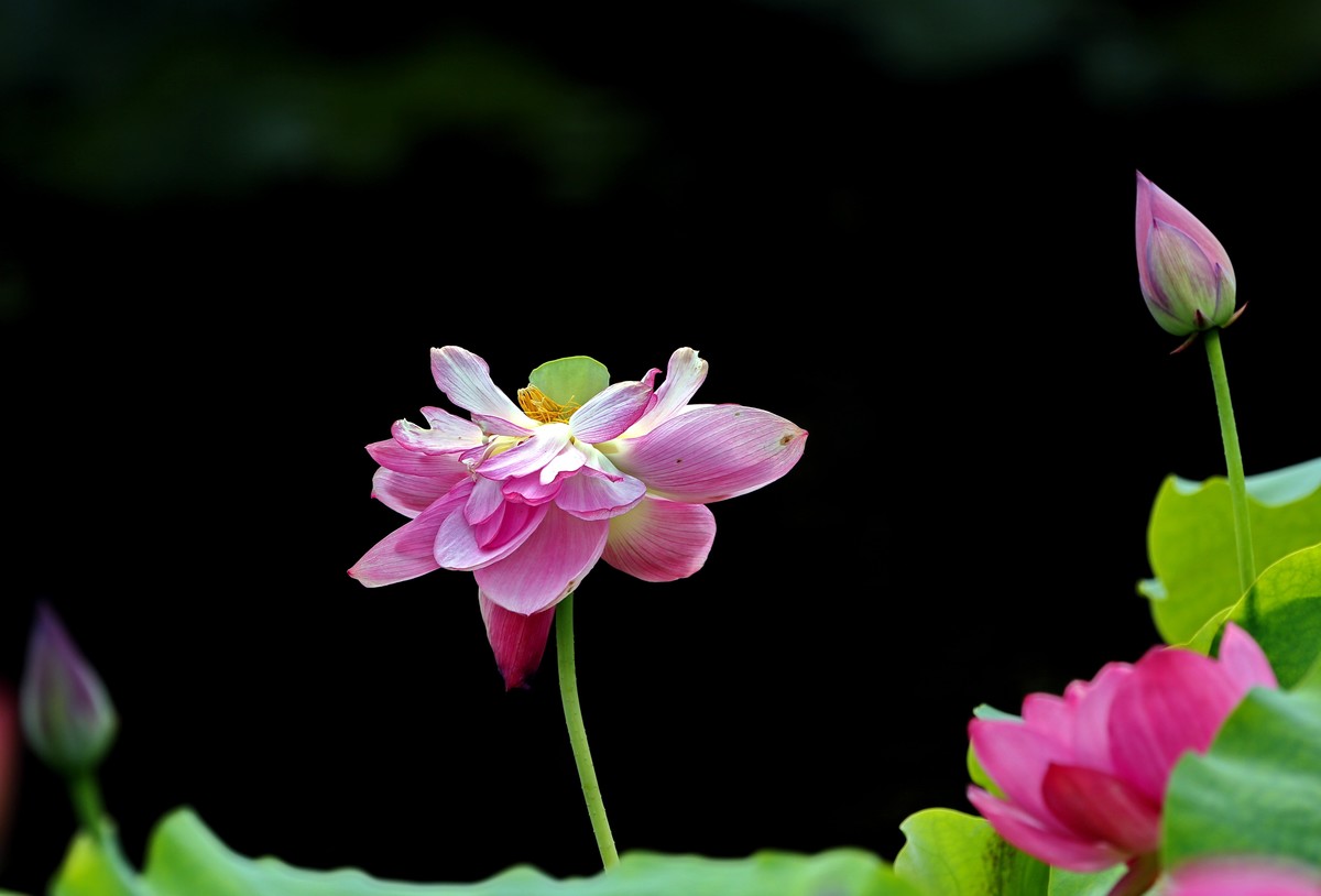 荷叶五寸荷花娇