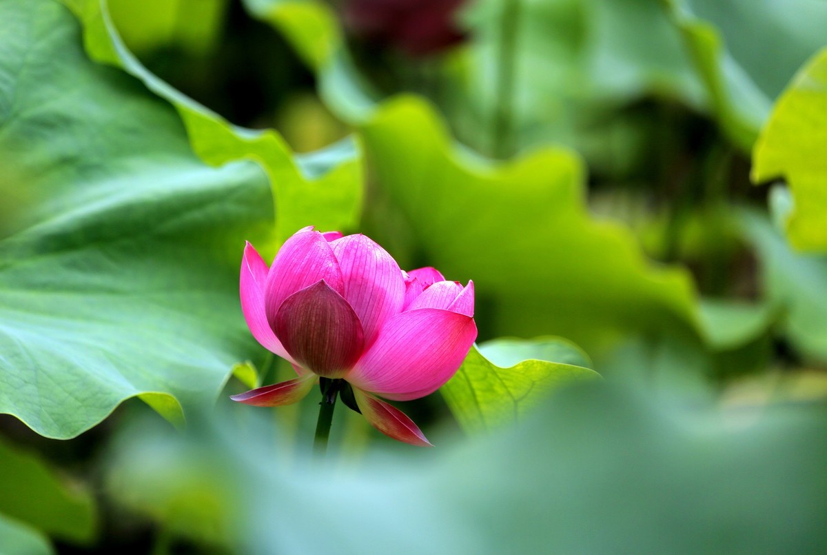 荷叶五寸荷花娇