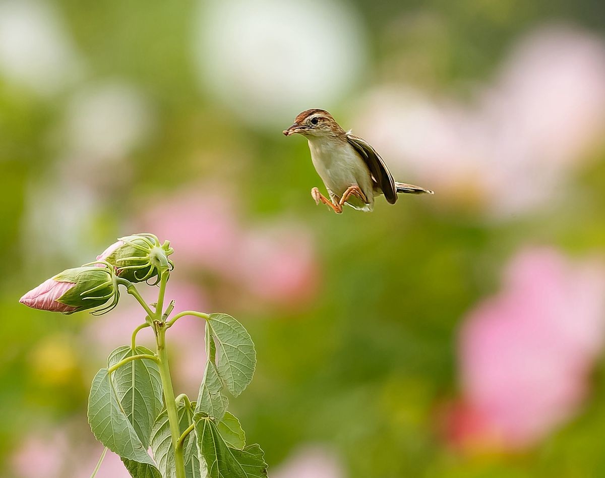 棕扇尾莺育雏忙