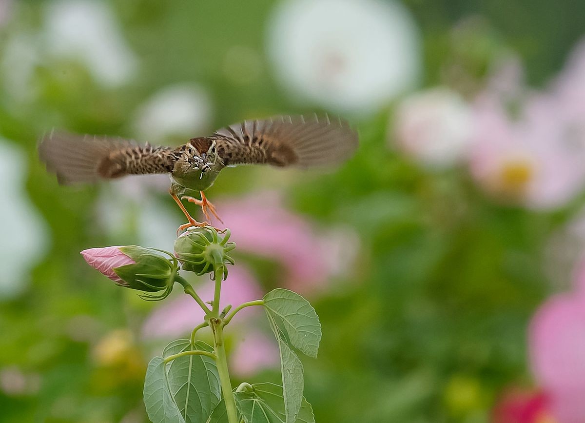 棕扇尾莺育雏忙
