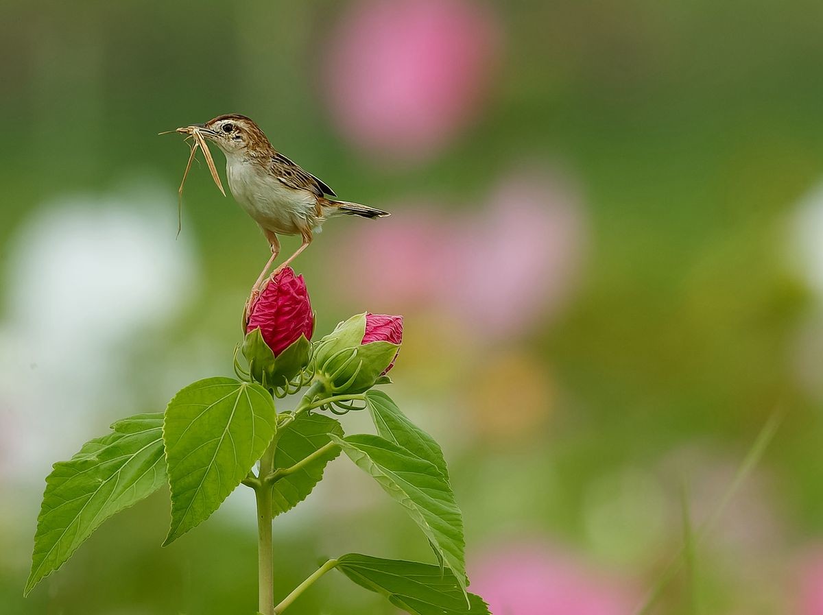 棕扇尾莺育雏忙