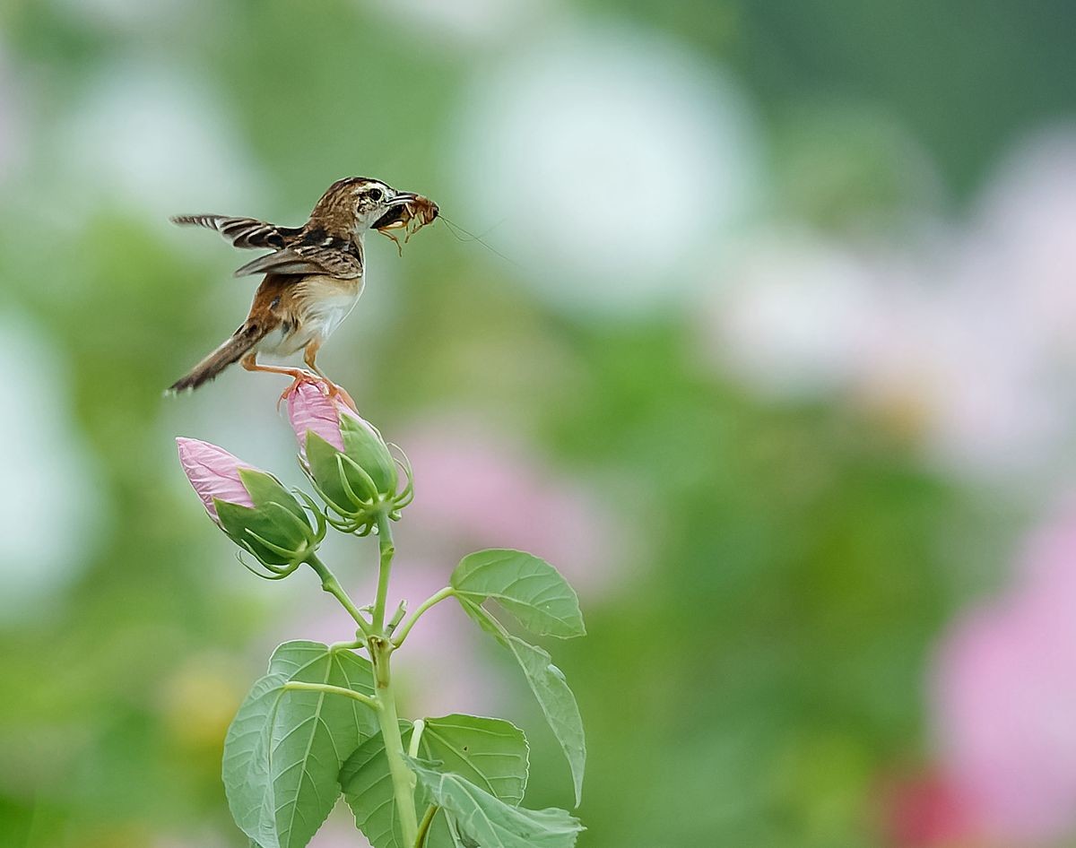 棕扇尾莺育雏忙