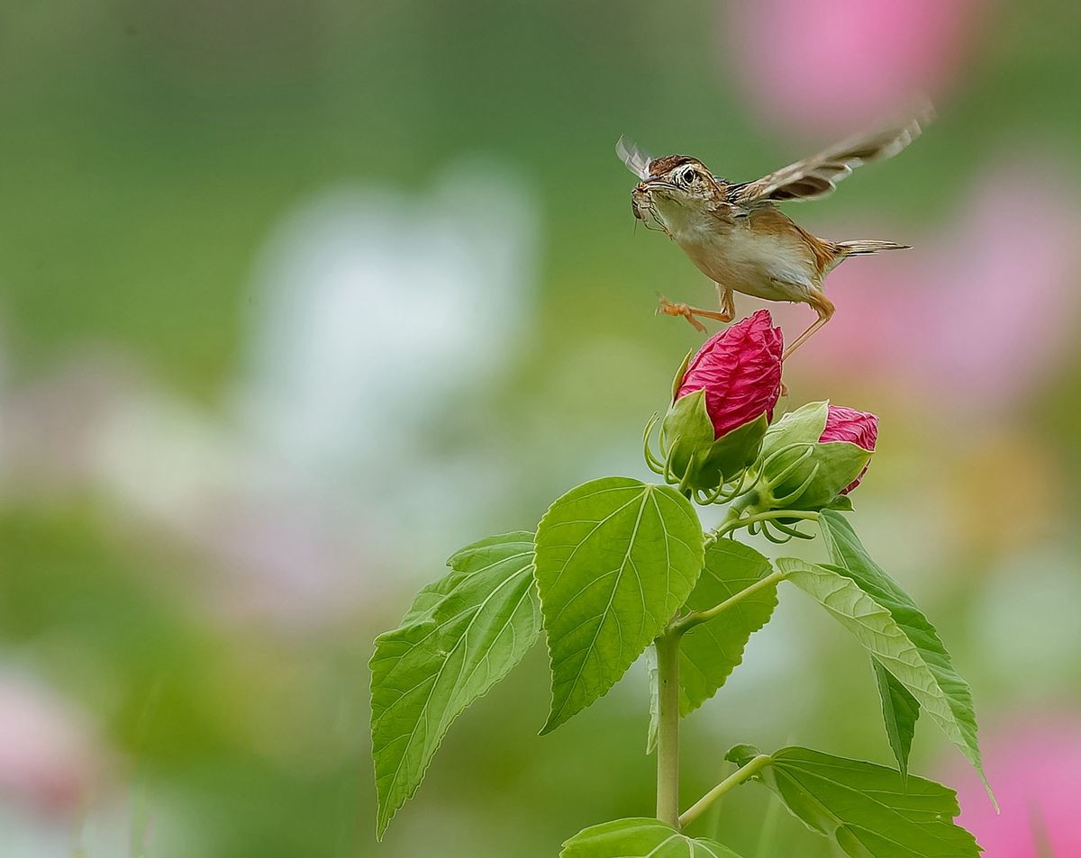 棕扇尾莺育雏忙