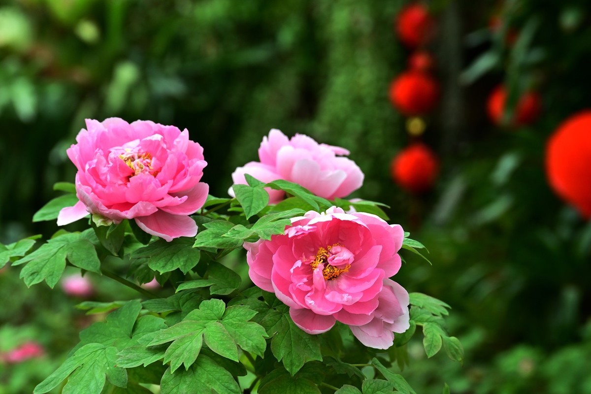 华南植物园牡丹花展图片