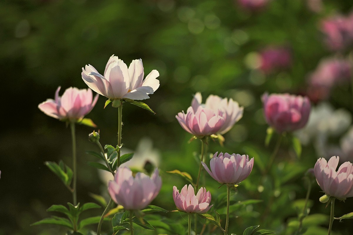 光影芍药花