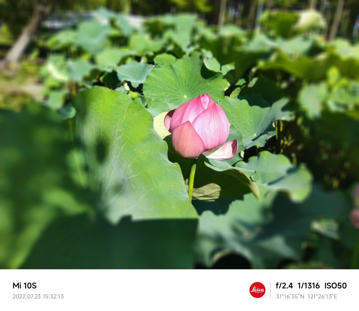 大伏天看荷花池