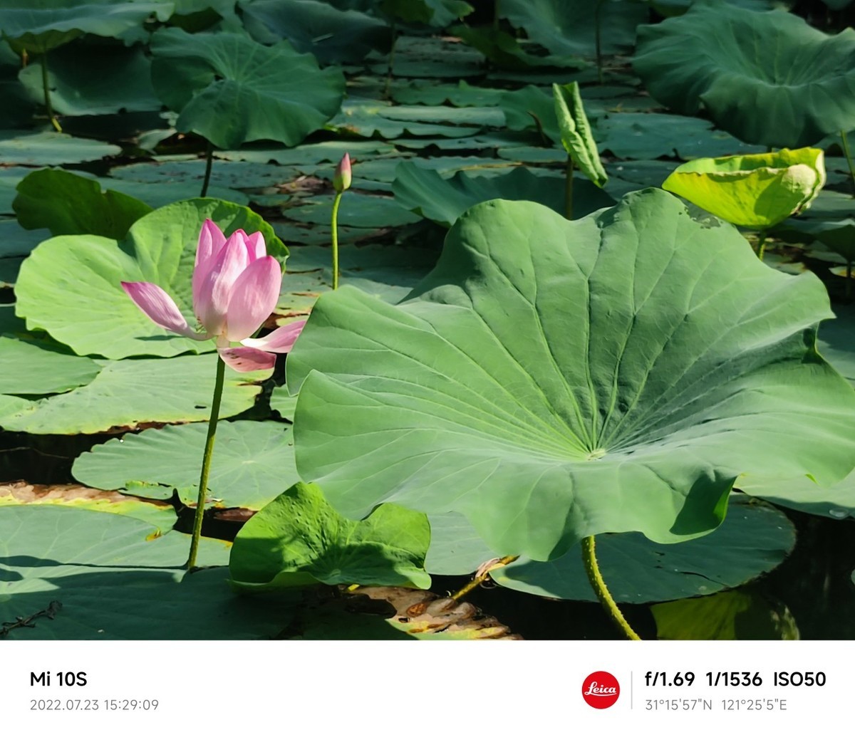 大伏天看荷花池