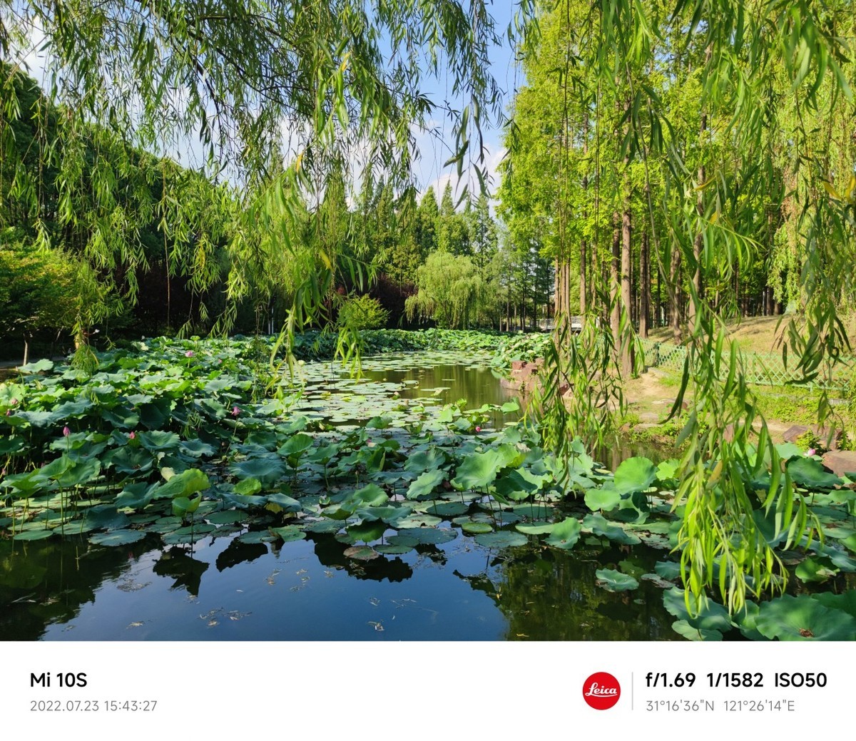 大伏天看荷花池