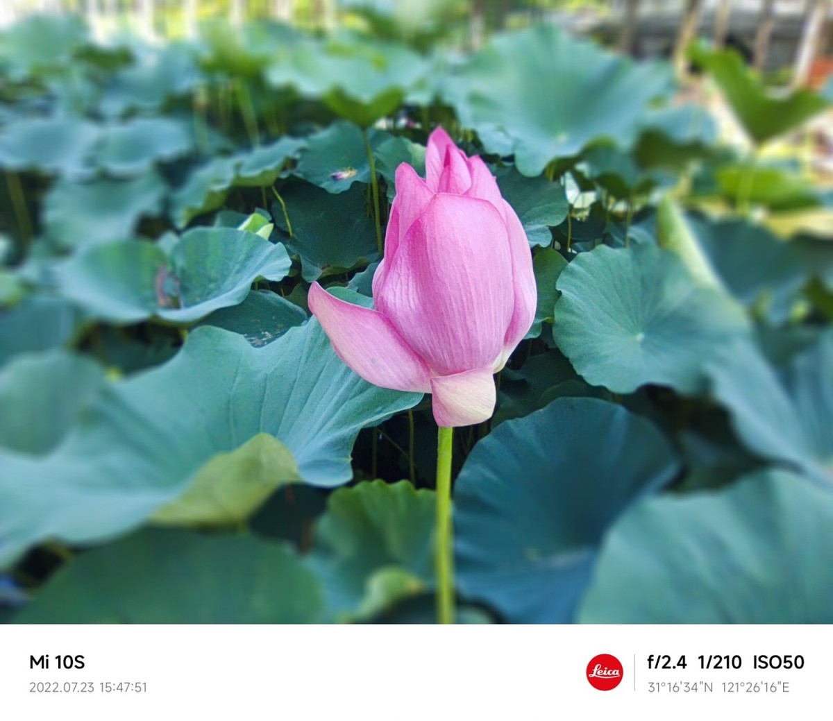 大伏天看荷花池