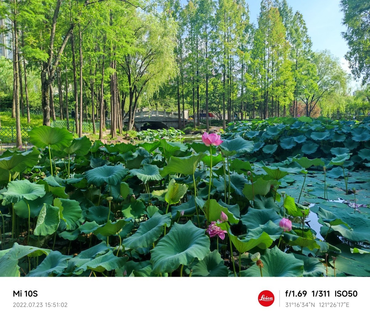 大伏天看荷花池