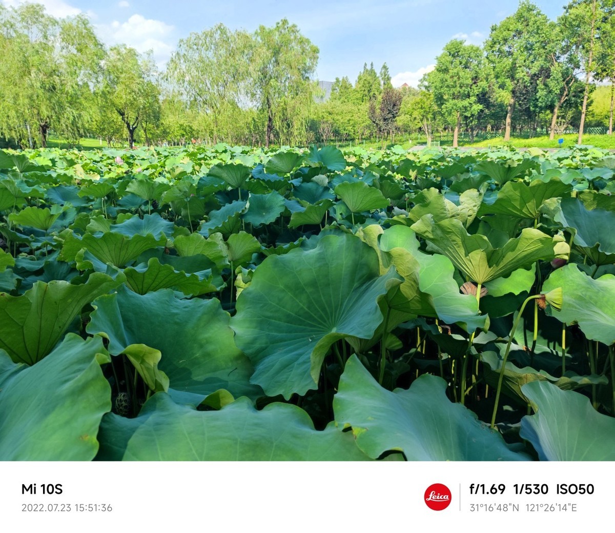 大伏天看荷花池