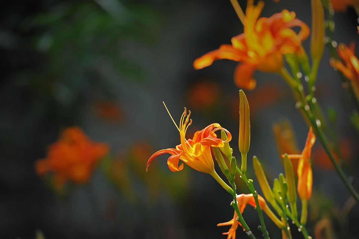 萱草花稍显过季