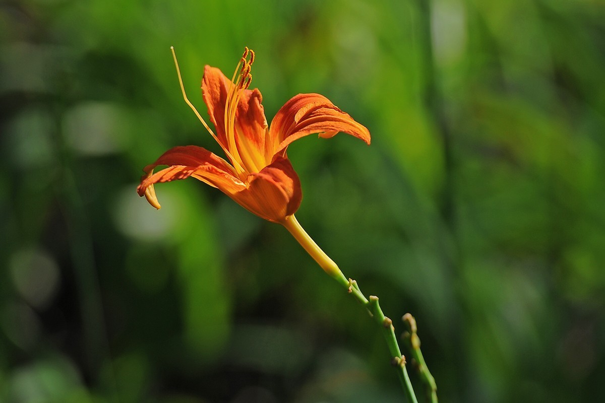萱草花稍显过季