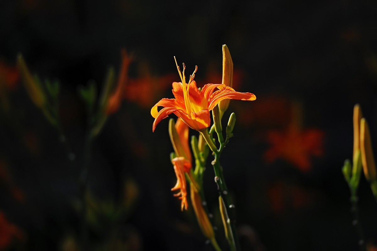 萱草花稍显过季
