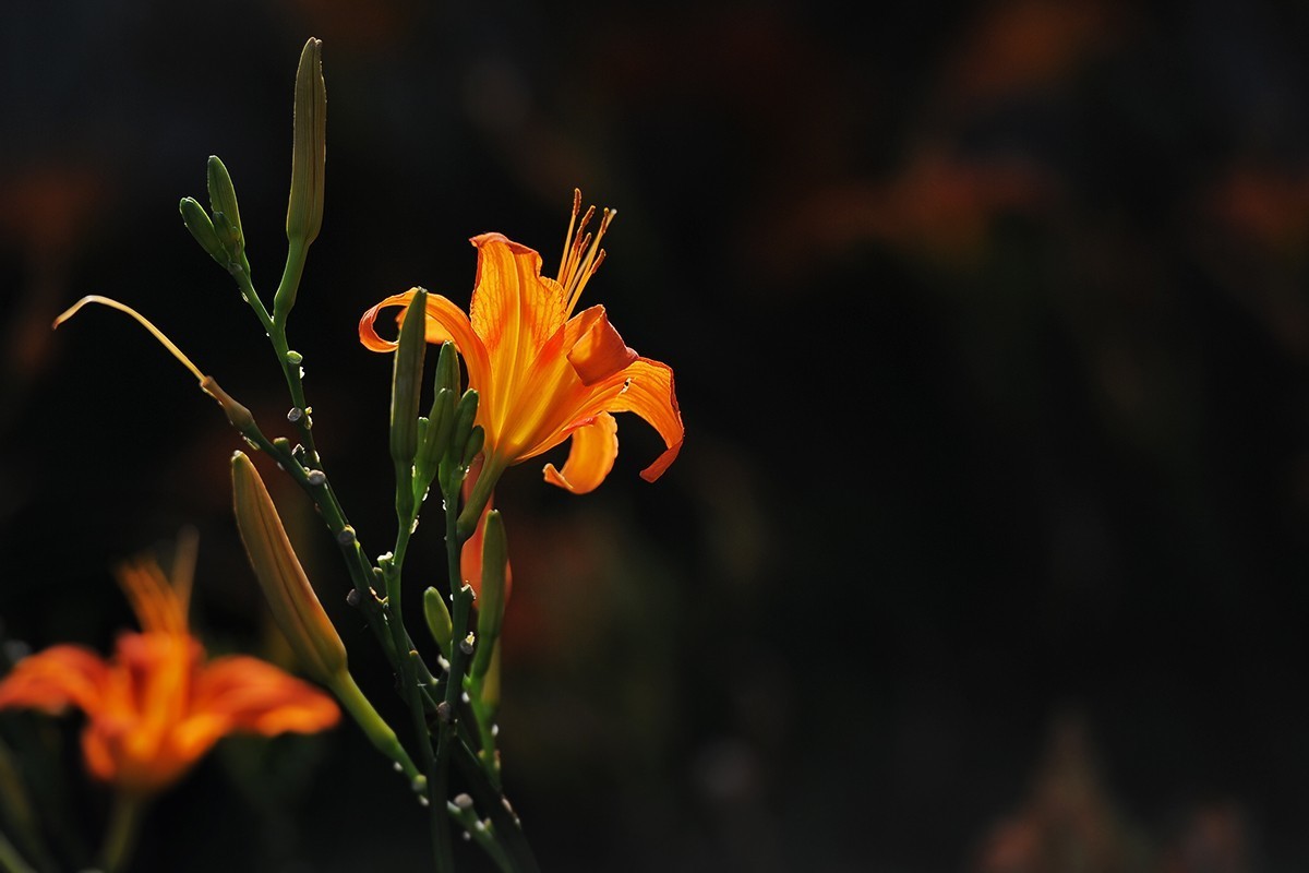 萱草花稍显过季