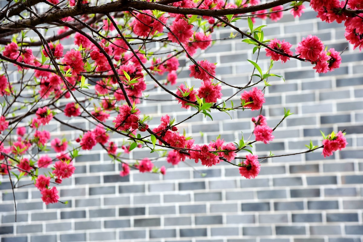 又一年春季拍挑花