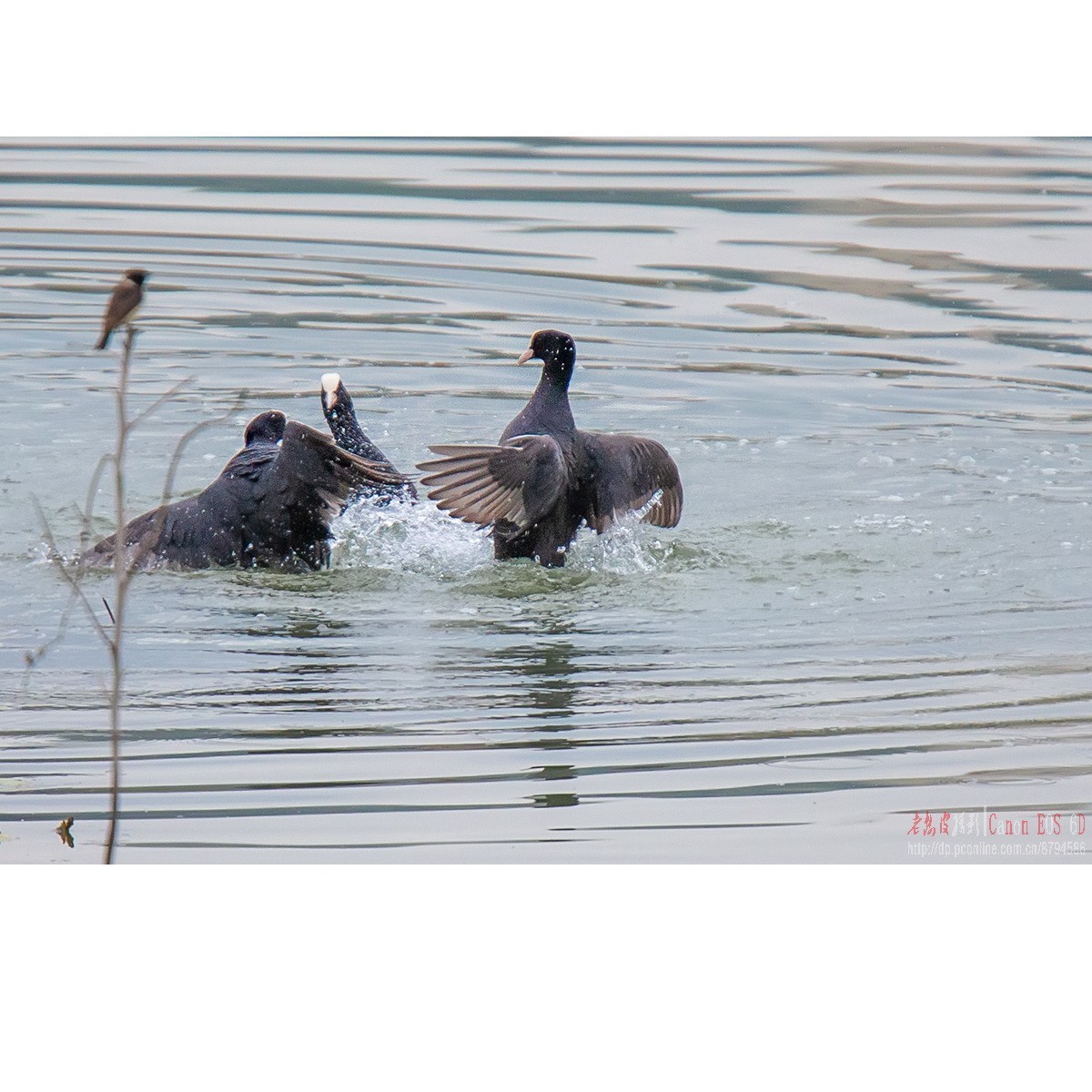 逮啥咬啥的白骨顶
