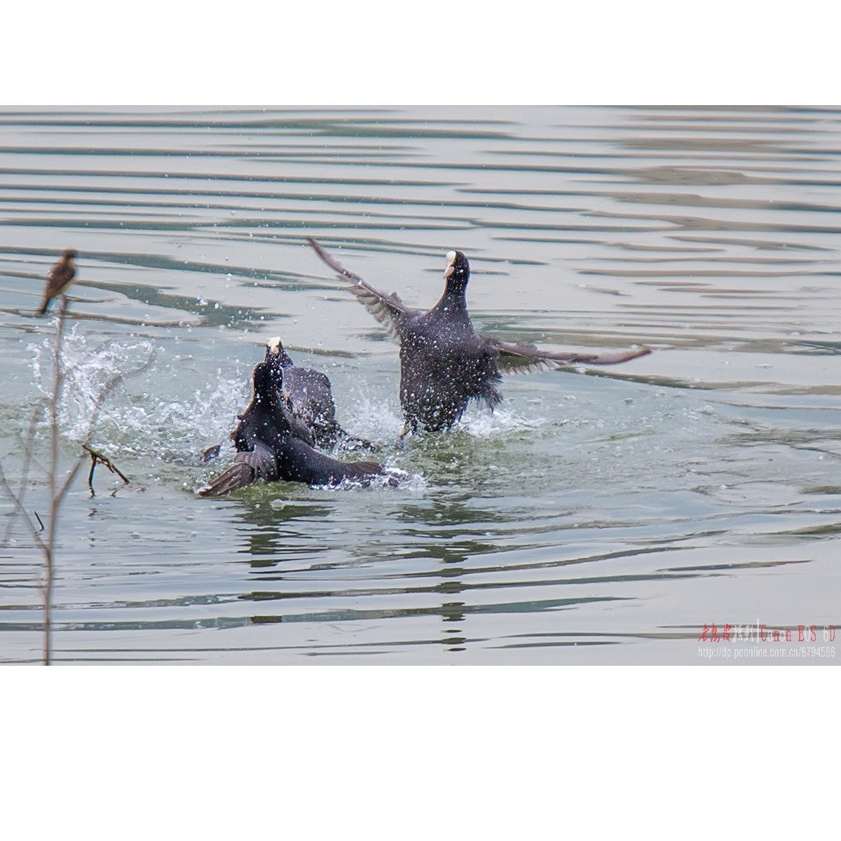逮啥咬啥的白骨顶
