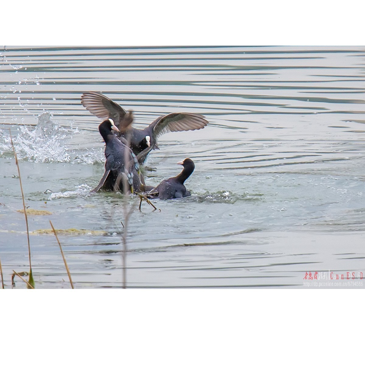 逮啥咬啥的白骨顶