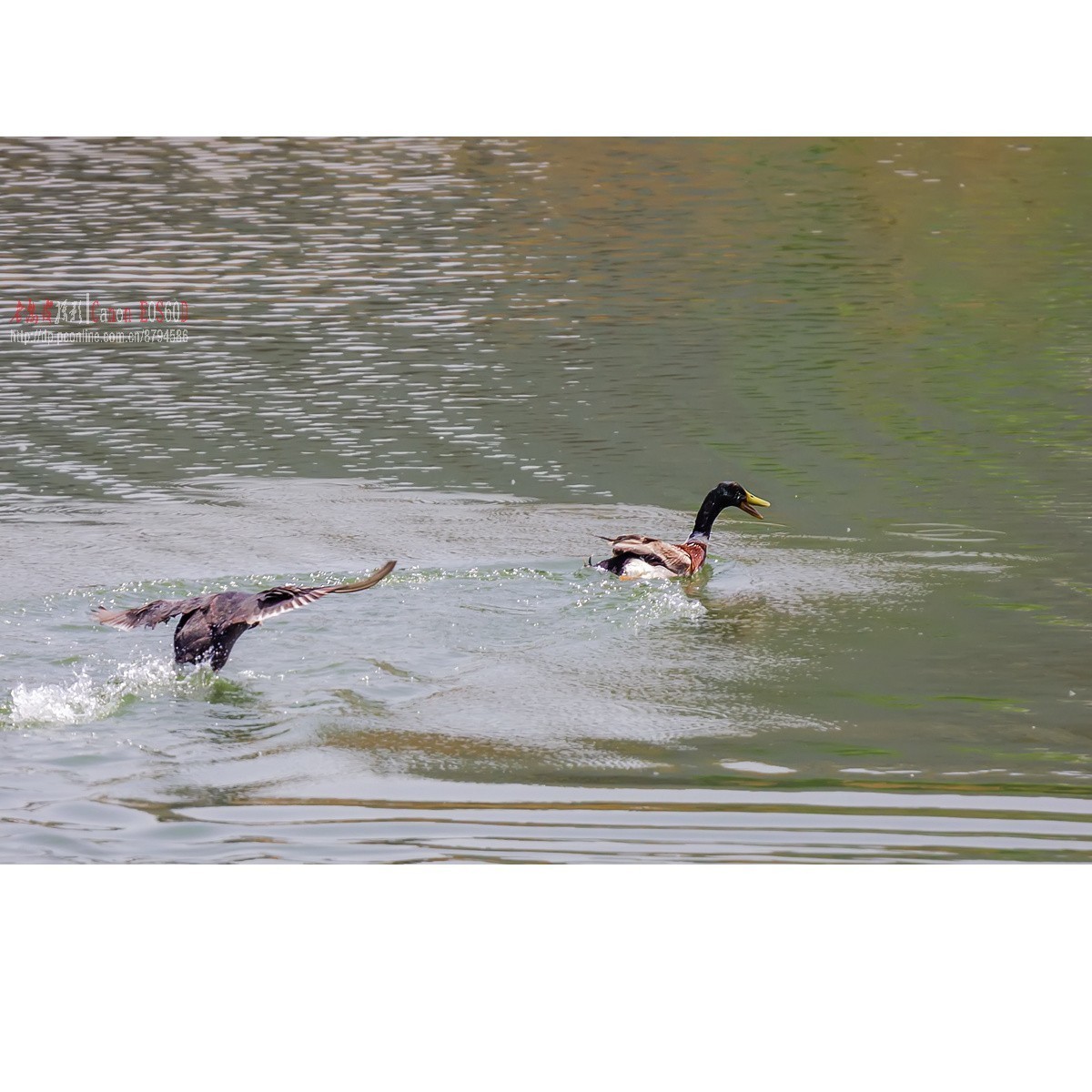 逮啥咬啥的白骨顶