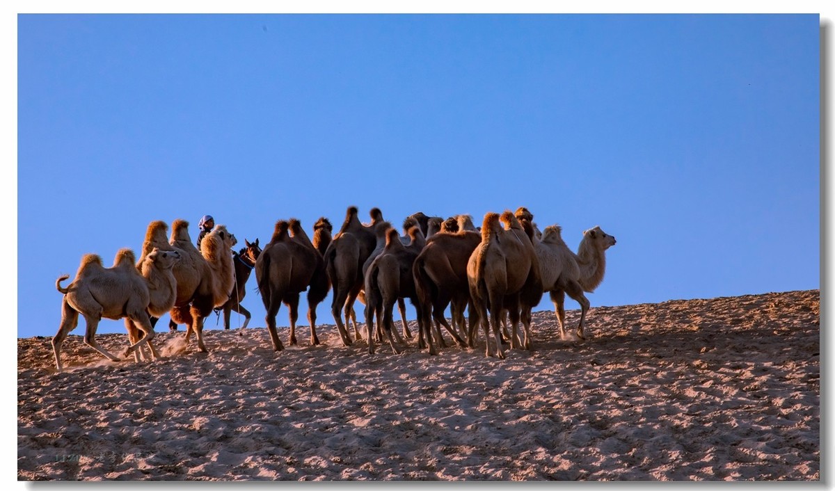 金秋坝上拍骆驼