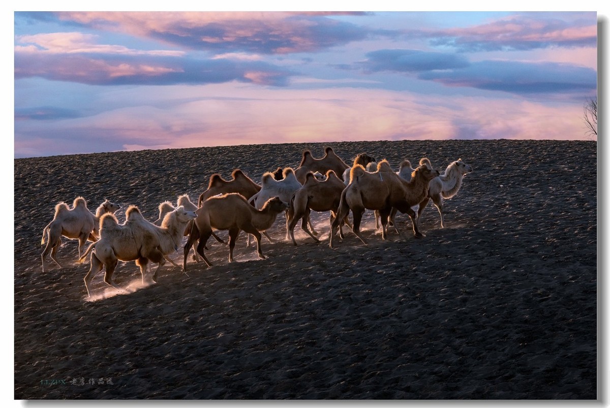 金秋坝上拍骆驼