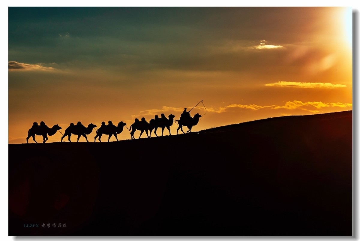 金秋坝上拍骆驼