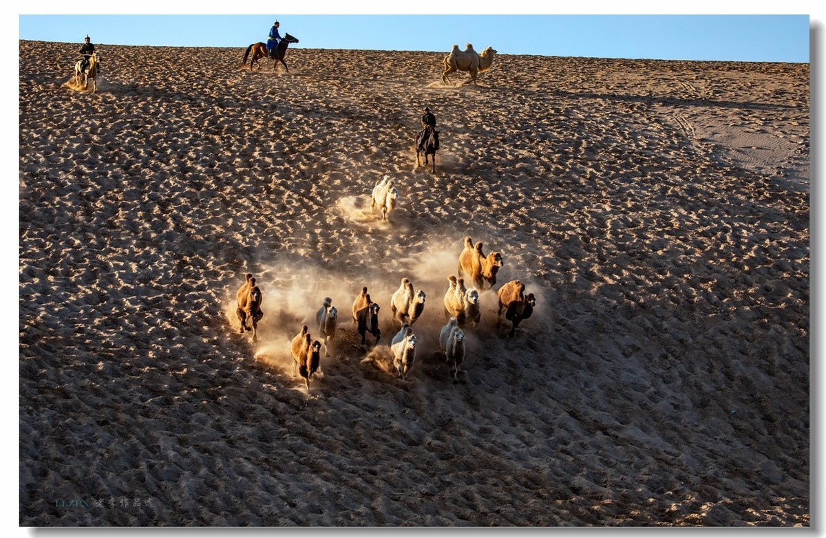 金秋坝上拍骆驼