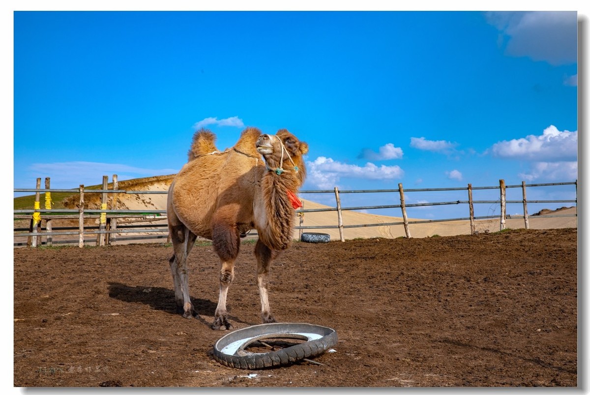 金秋坝上拍骆驼