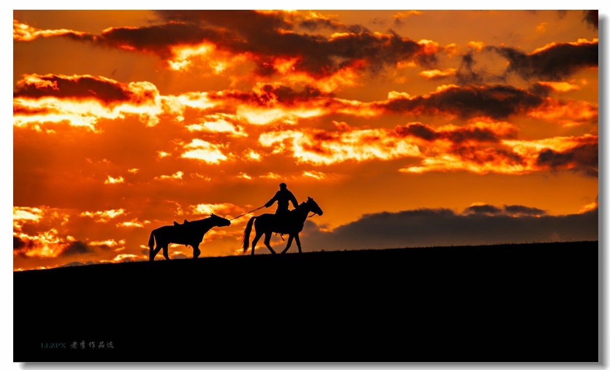 金秋坝上拍骆驼