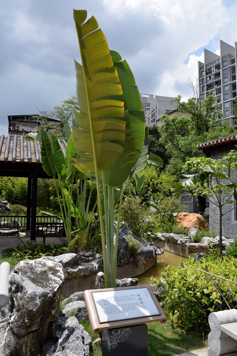 2023秋 广东行（15）岭南水乡韵味