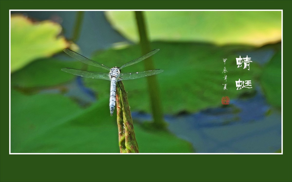 细腰纤纤昂巨眼，透翅翩翩传荷香