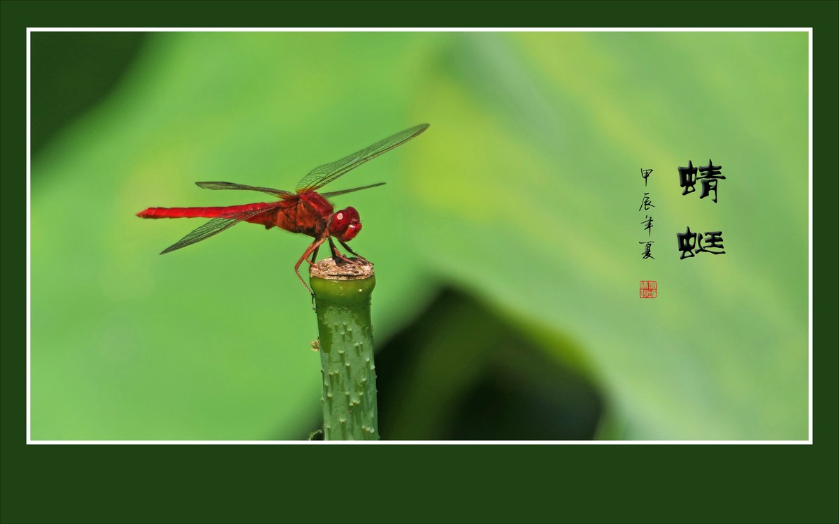 细腰纤纤昂巨眼，透翅翩翩传荷香