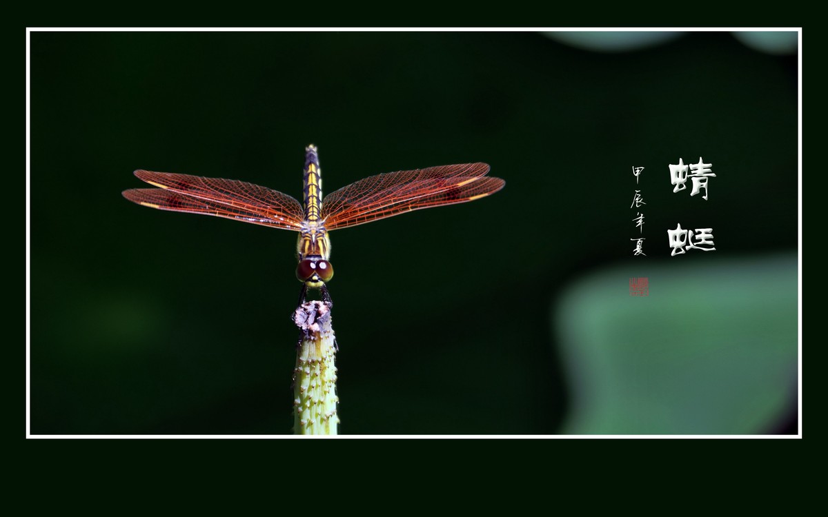 细腰纤纤昂巨眼，透翅翩翩传荷香