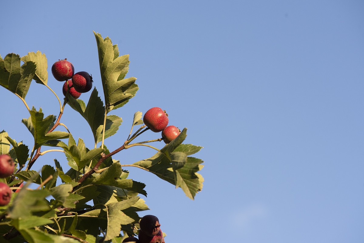 红山楂
