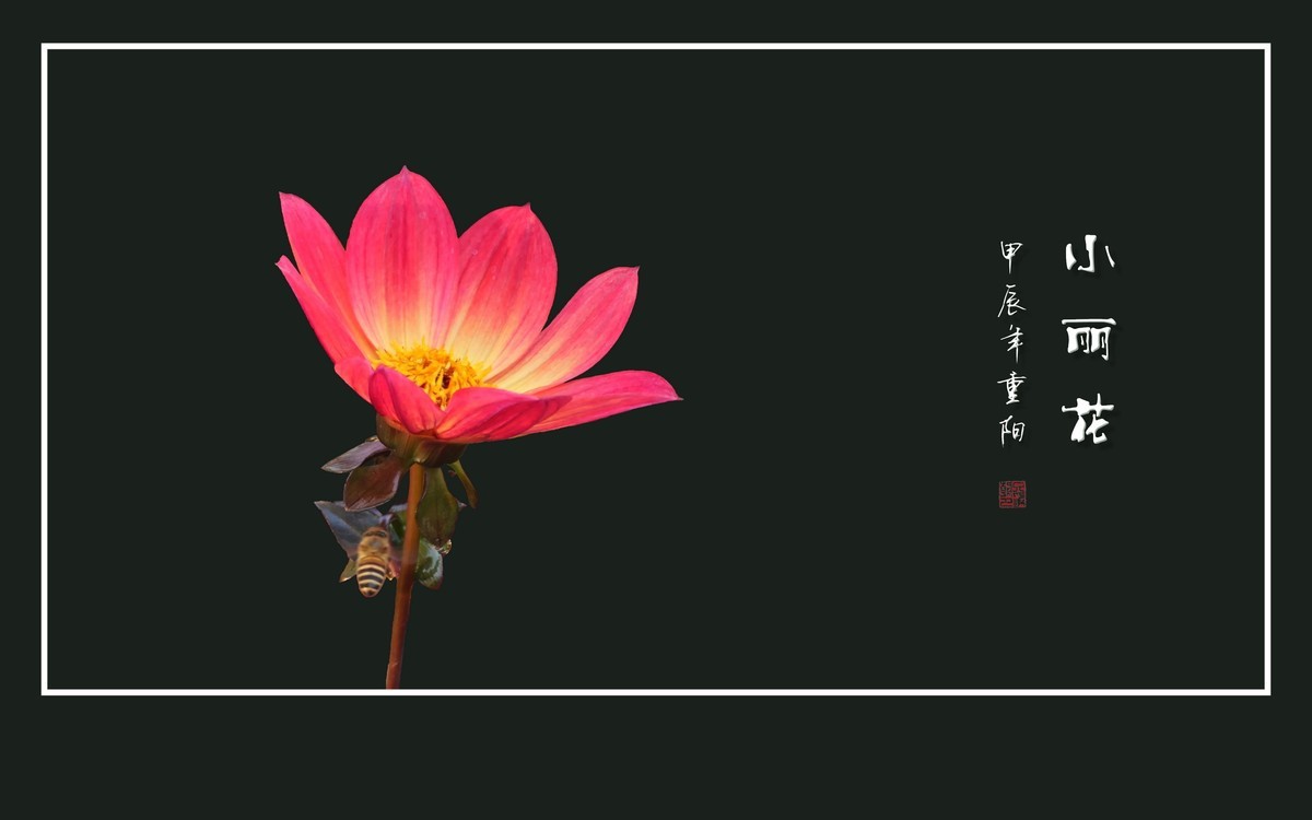 娇小清新的小丽花