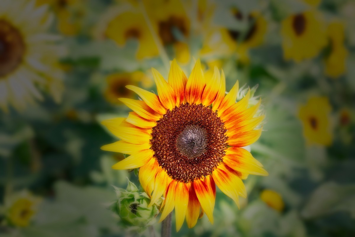 植物园拍向日葵 19中关村在线摄影论坛