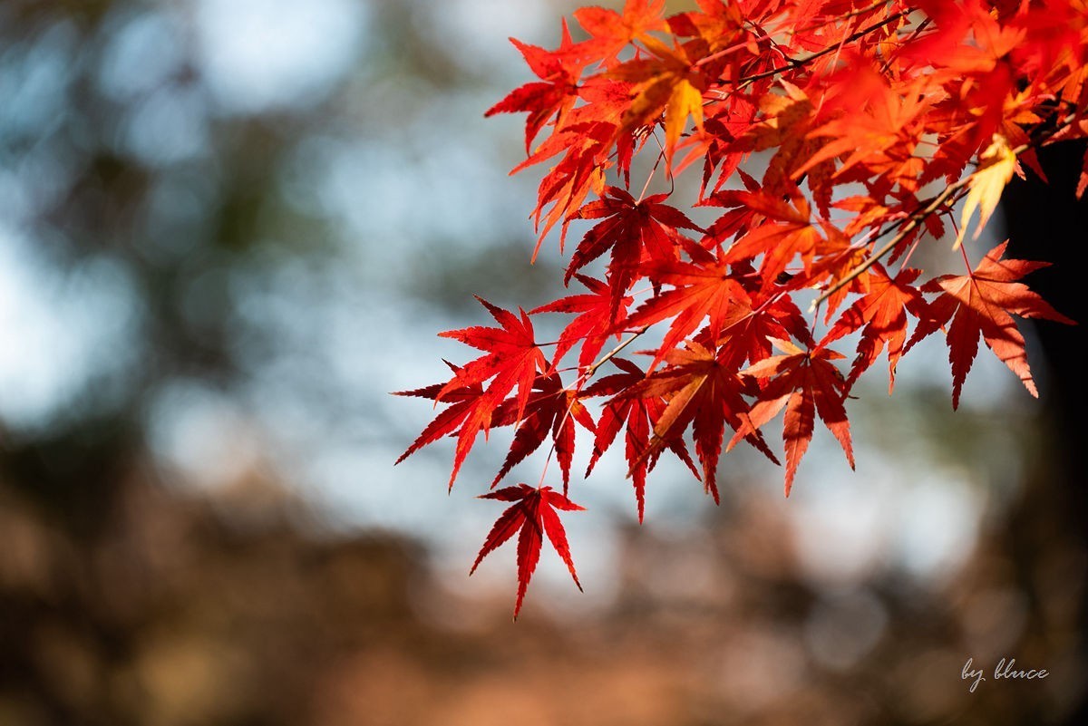 栖霞红枫盛（四）
