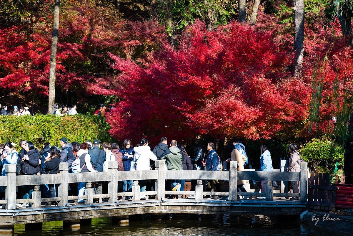 栖霞红枫盛（四）