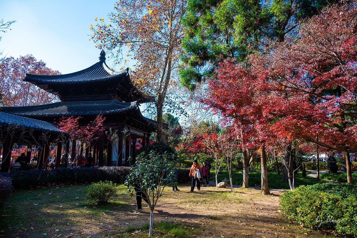 栖霞红枫盛（四）