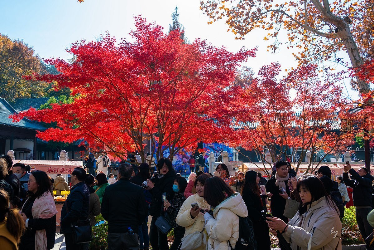 栖霞红枫盛（四）