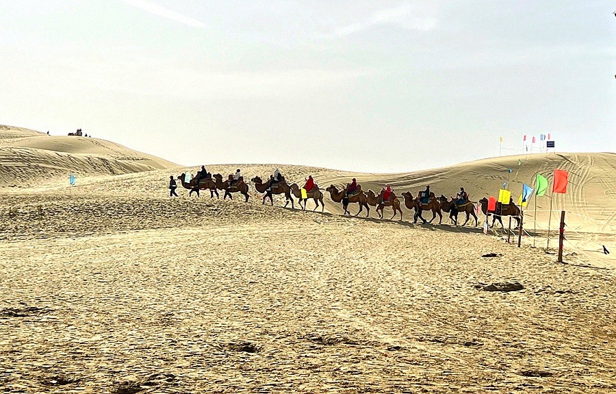 《不老松：纪实摄影》【山河锦绣】南疆游摄！(6)尉犁县罗布人村寨大漠驼隊！