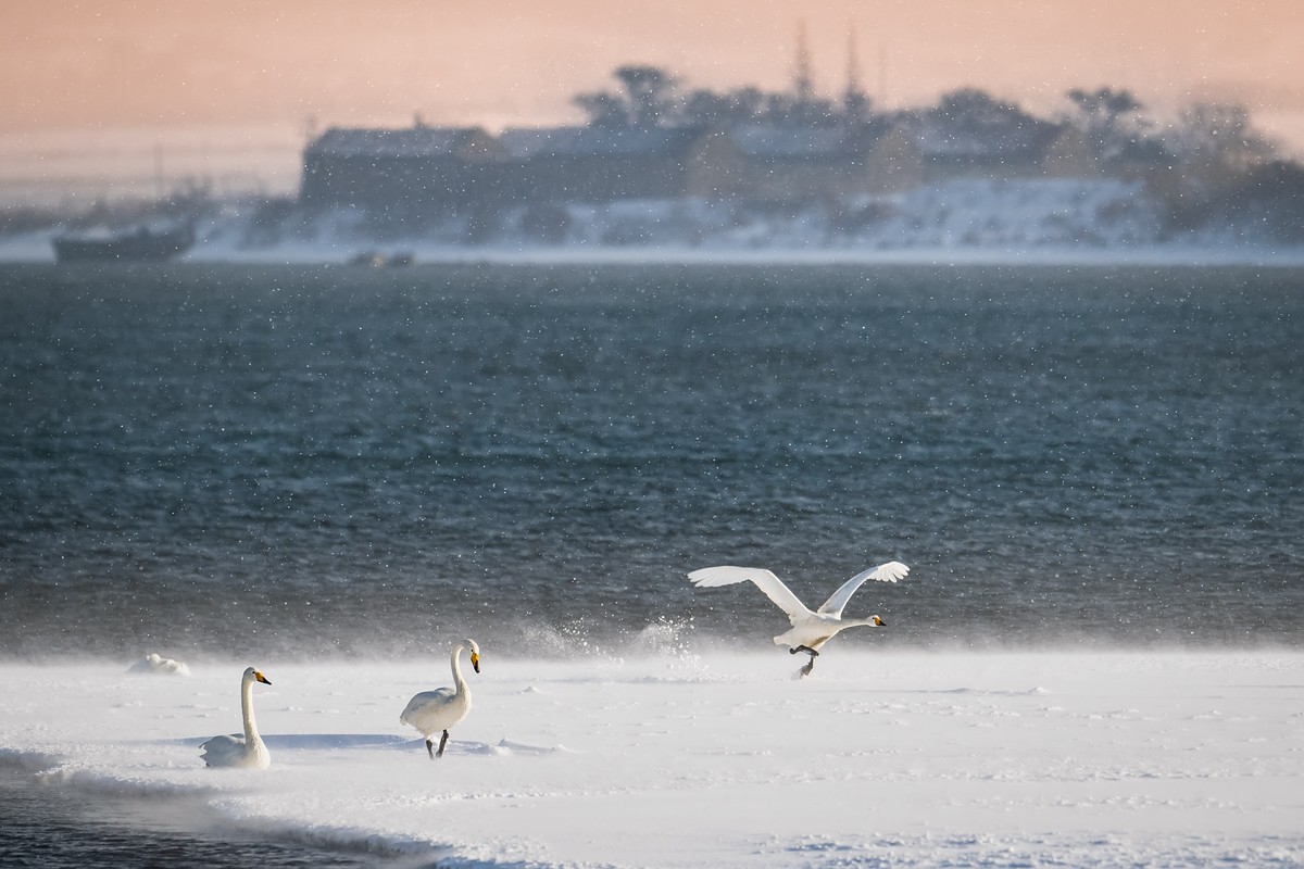 瑞雪天鹅
