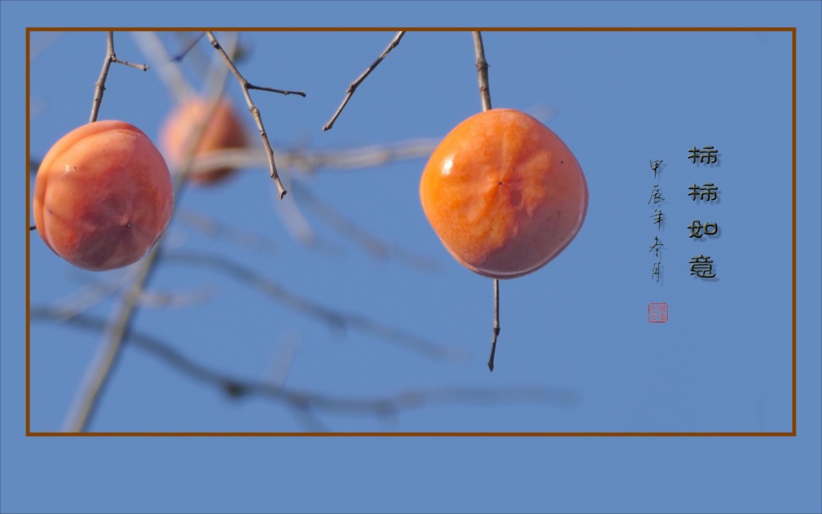 如意枝上挂柿柿，柿柿悬挂如意枝