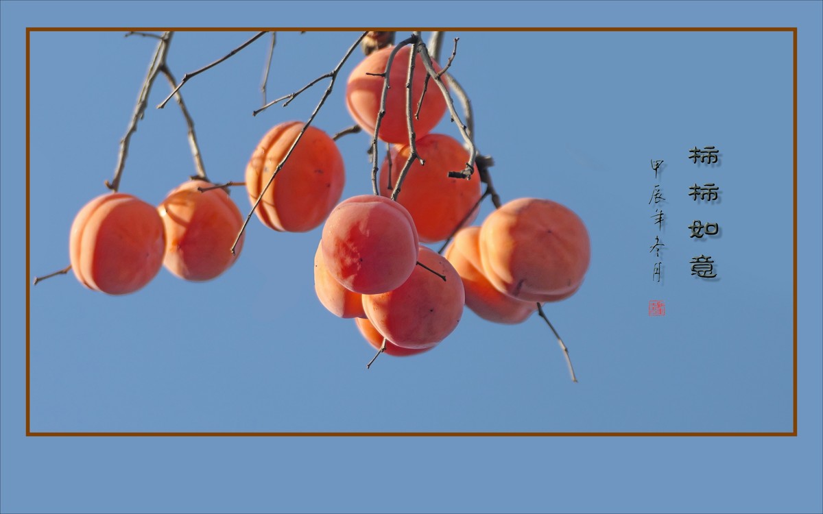 如意枝上挂柿柿，柿柿悬挂如意枝