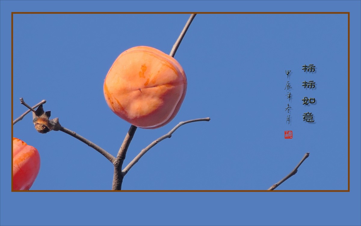 如意枝上挂柿柿，柿柿悬挂如意枝