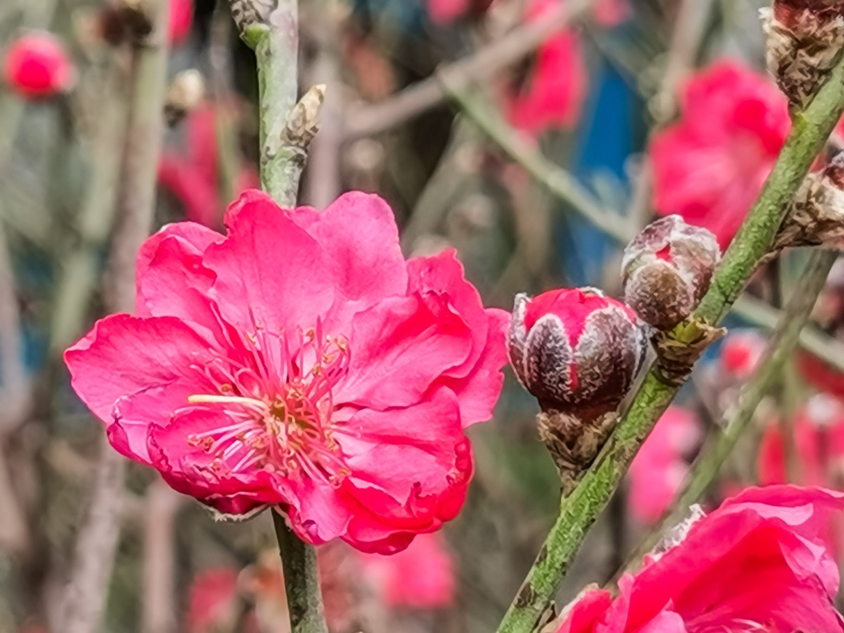 桃花 （外出采风，向老师、好友告假。）